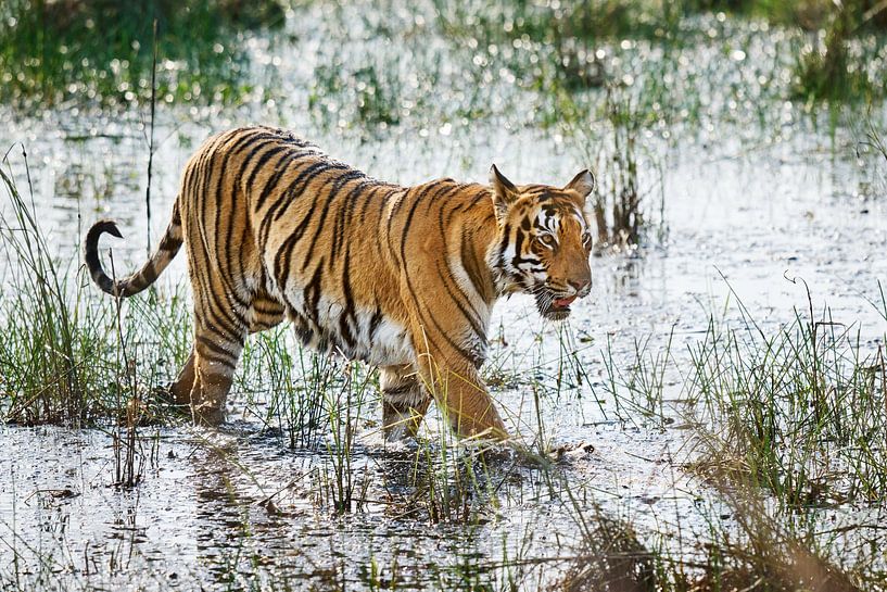 Indiase tijger rent door water van Jürgen Ritterbach