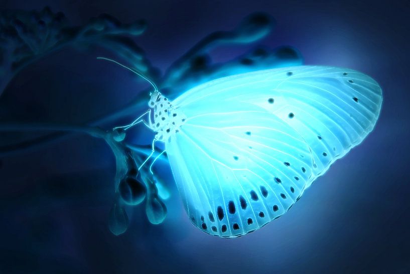 Een lichtblauw verlichte vlinder van Bert Hooijer