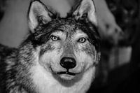 LOUP NOIR ET BLANC