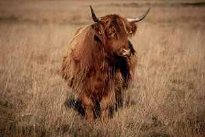 Close up van Schotse hooglander in bruintinten van KB Design & Photography (Karen Brouwer)