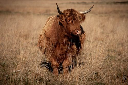 Close up of Scottish highlander in shades of brown