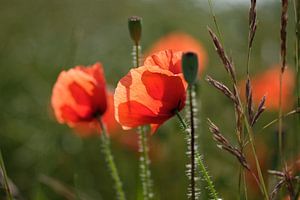 papaver van Kurt Krause