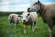 schapenkudde van Mariska Hofman thumbnail