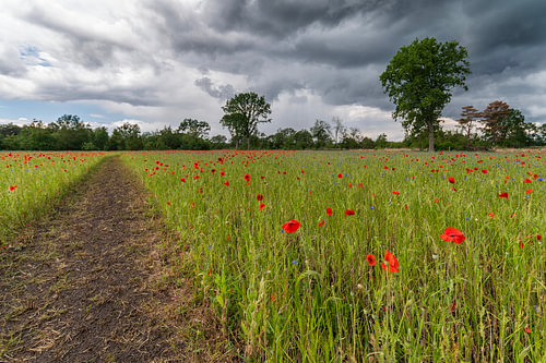 Mohnblumen