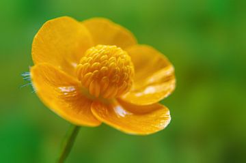 Gele boterbloem van Mario Plechaty Photography