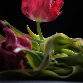 überlebende Tulpe von Karel Ham