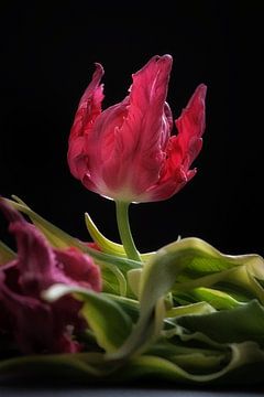 surviving tulip by Karel Ham