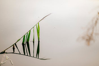 De l'herbe, en reflet !