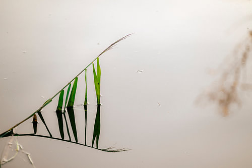 Gras, gespiegelt!