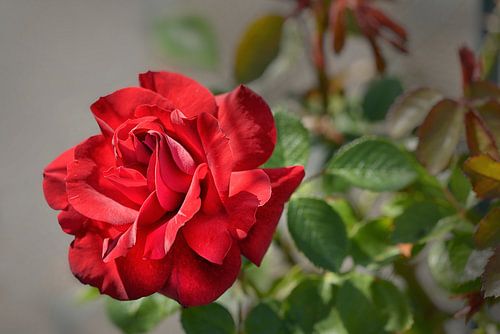 rose rouge