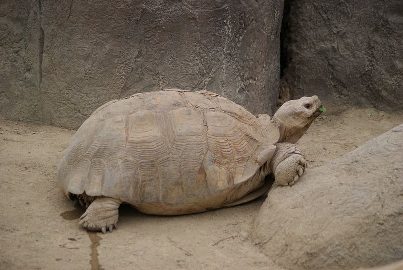 schildpad by Bri V beelen