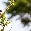 Carmine Bee Eater, ein Paar wunderschön gefärbte Vögel in Uganda, Afrika von Laura de Kwant