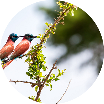 Carmine Bee Eater, een stel prachtige gekleurde vogels in Oeganda, Afrika van Laura de Kwant