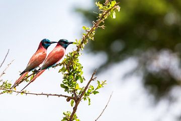 Carmine Bee Eater, een stel prachtige gekleurde vogels in Oeganda, Afrika van Laura de Kwant