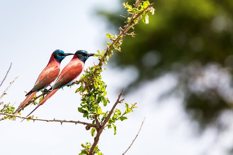 Mangeur d'abeilles carmin, un couple d'oiseaux aux couleurs magnifiques en Ouganda, Afrique par Laura de Kwant