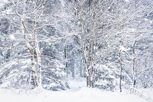 Paysage de conte de fées enchanteur dans les High Fens