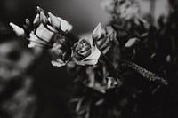 Flowers, black and white photo