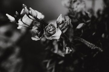 Bloemen, zwart-wit foto van Linn Fotografie