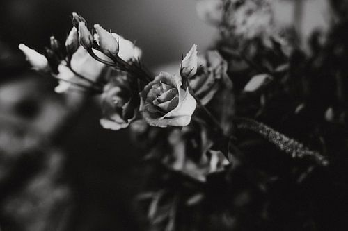 Bloemen, zwart-wit foto