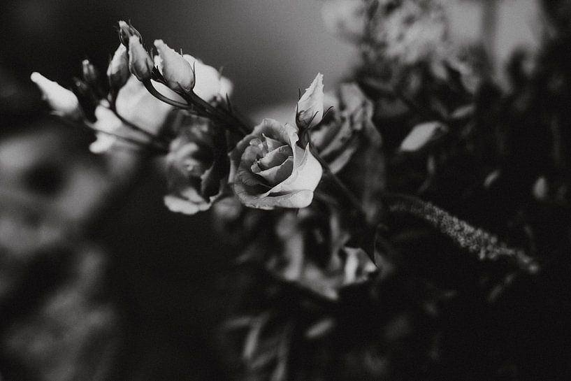 Flowers, black and white photo by Linn Fotografie