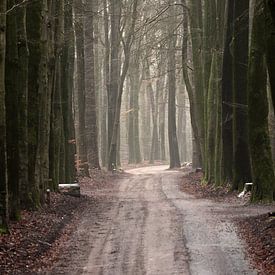 Un chemin de terre avec une piste cyclable à travers une forêt de hêtres. sur Gerard de Zwaan