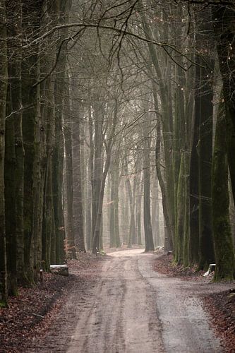 Un chemin de terre avec une piste cyclable à travers une forêt de hêtres.