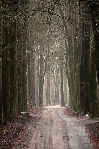 A dirt track with cycle path through a beech forest by Gerard de Zwaan