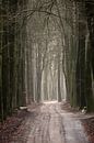 A dirt track with cycle path through a beech forest by Gerard de Zwaan thumbnail