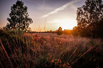 Heath and sunset by Julien Meijer