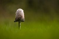 Scaly ink mushroom