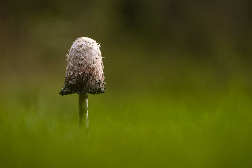 Champignon à encre écailleuse par Willem Louman