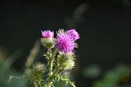 Thistle