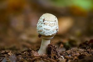 Parasolzwam op de grond van een loofbos in de herfst