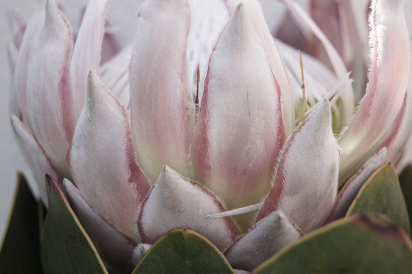 Protea 9 von Carla Mesken-Dijkhoff