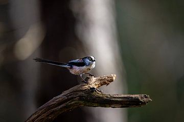 staartmees Aegithalos caudatus van Egon Zitter