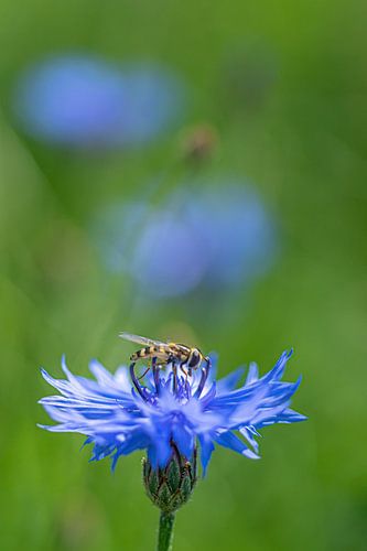 Kornblume im Feld mit schwebender Wespe