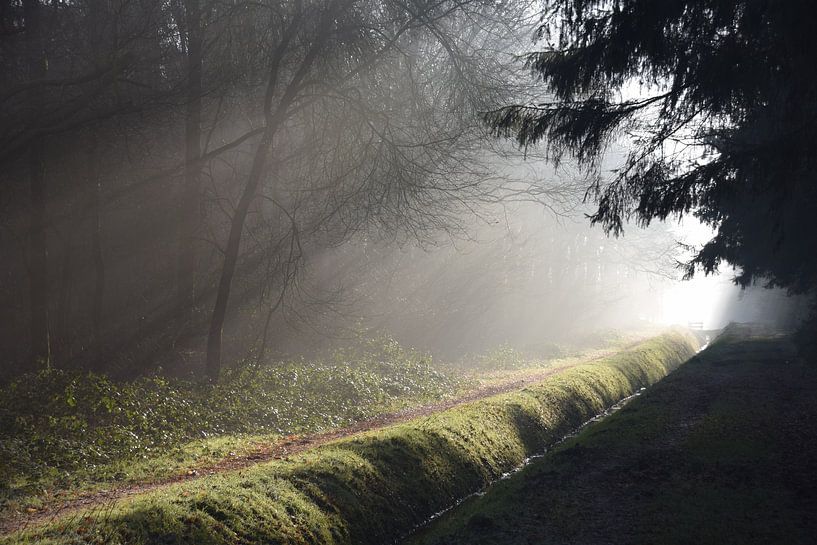 Sunlight in the forest by Niendem