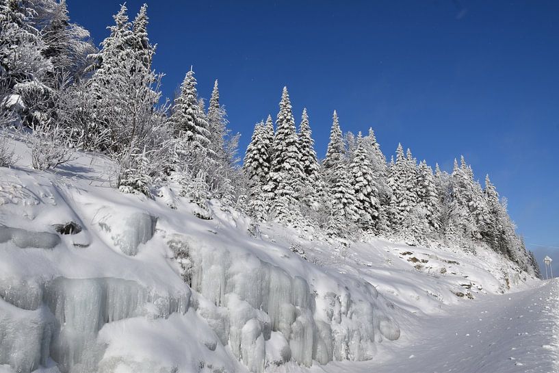 A snowy forest after the storm by Claude Laprise