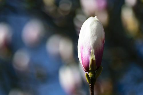 Magnolia