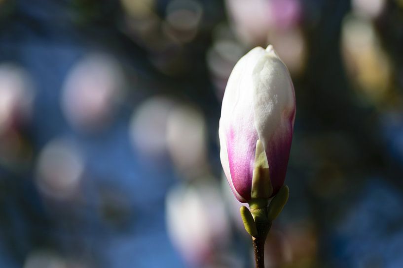 Magnolia van Eline Bouwman