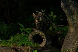 Marder im Wald