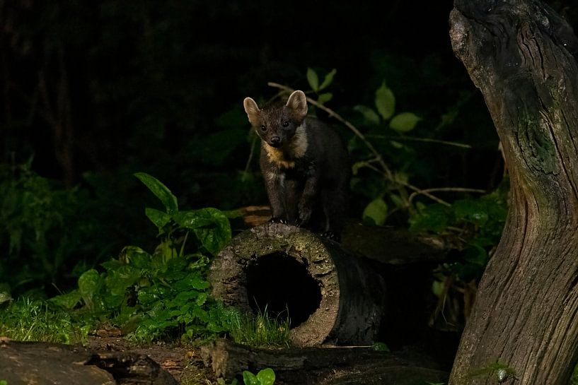 Marder im Wald von Merijn Loch