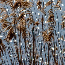 Reed with the sun in the water, Plasmill by Jeroen Hoogakker