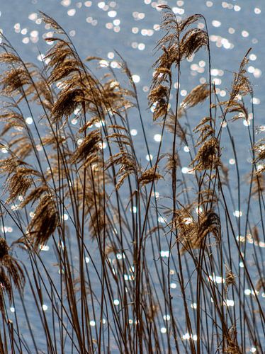 Schilf mit der Sonne im Wasser, Plasmill von Jeroen Hoogakker
