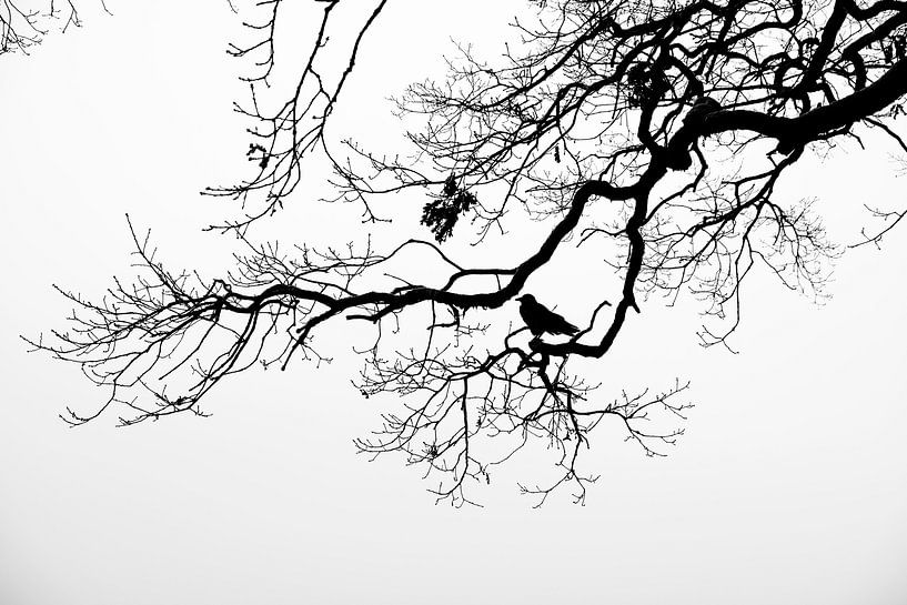 Quel oiseau par Heiko Westphalen
