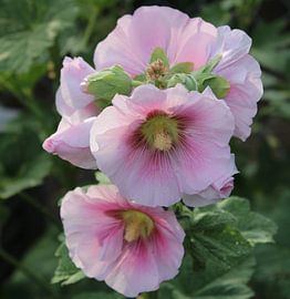 delicate rose hollyhock by fotofabrik_preussi