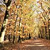 Herfst Bos in volle glorie! van DoDiLa Foto's