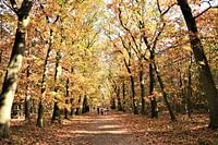 Herfst Bos in volle glorie!