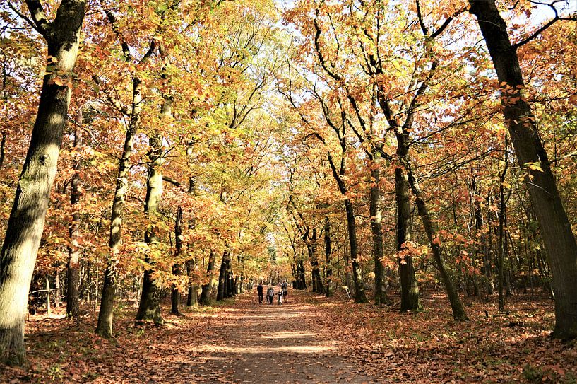 Herfst Bos in volle glorie! von DoDiLa Foto's