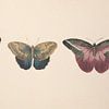 Vintage butterfly collage of antique drawings by Roger VDB